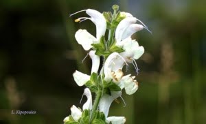 Salvia Argentea 22 6 17 2 750X454 1