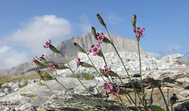 Silene Ciliata 750X444 1