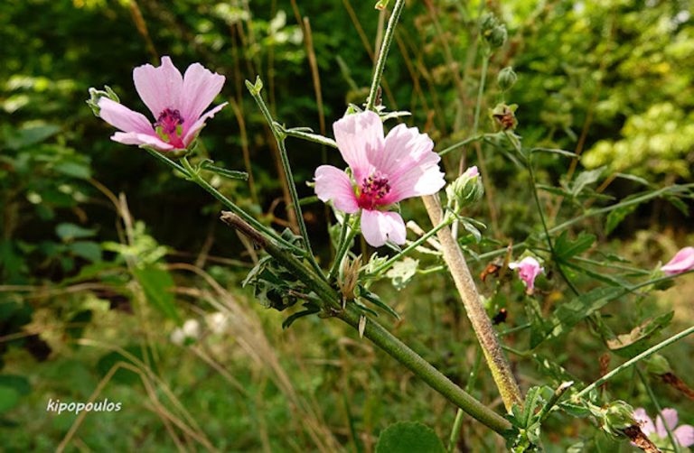 Althaea Cannabina 11 9 21 3