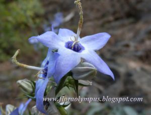 Campanula Vercicolor 1 1