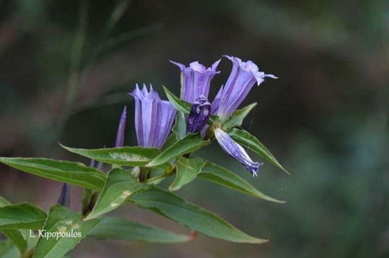 Gentiana Asclepiadea 850X564 1