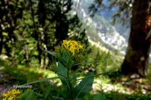 Senecio Hercynicus 21 7 16 2 800X533 1