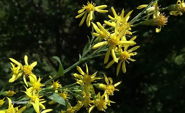 Senecio Hercynicus Subsp. Dalmaticus 25 8 19 Prionia 8 640X392 1