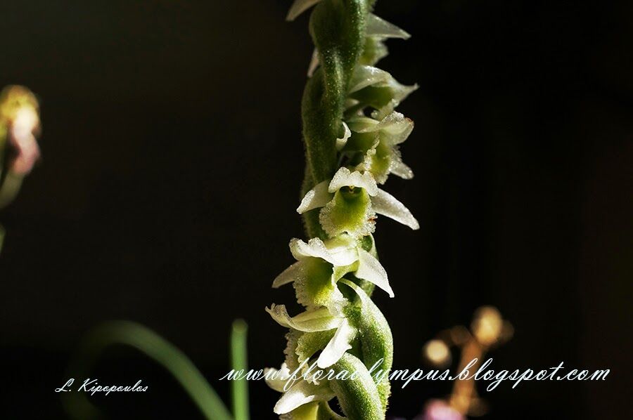 Spiranthes Spir 8 900X598 1