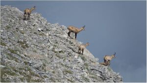 12 8 Rupicapra Rupicapra Balcanica Αγριόγιδο Όλυμπος 2600 Μ. Στην Κόψη Των Αετών 888X502 1