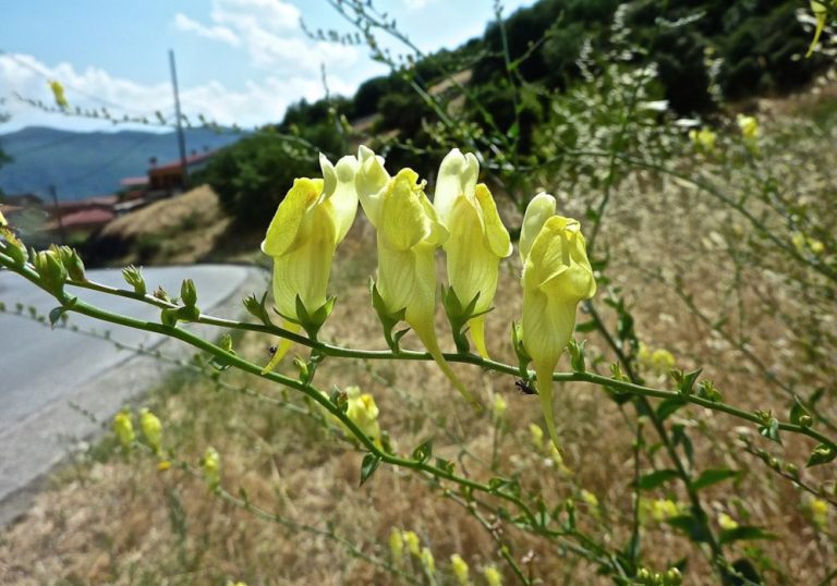 Linaria Dalmatica 1