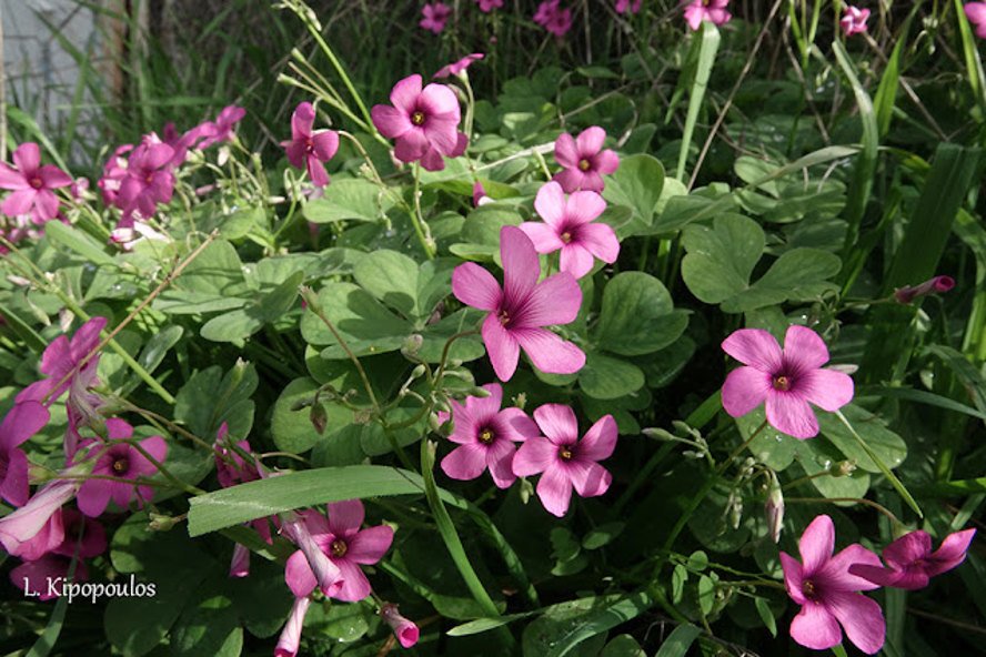 Oxalis Articulata 3