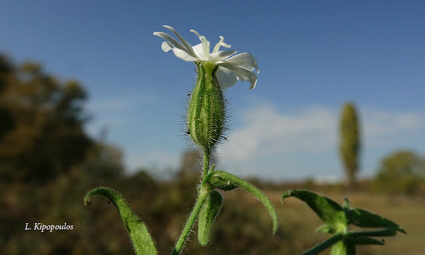 Silene Latifolia 15 11 20 8 850X511 1