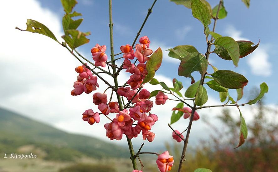 Euonymus Europaeus 888X552 1