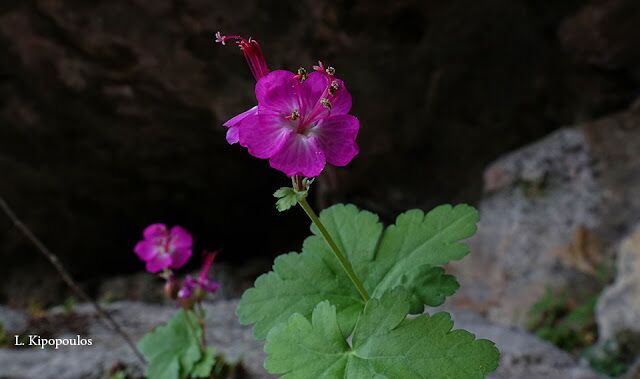 Geranium Macrorrhizum 19 1 20 Enipeas 24 640X379 1