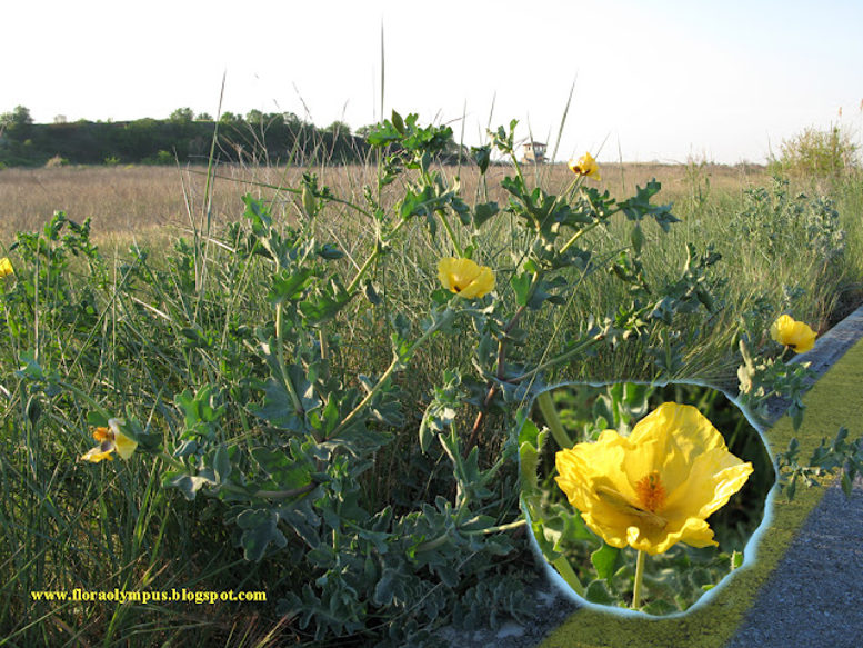 Glaucium Flavum 1024X 17 4 07 081 Αντίγραφο