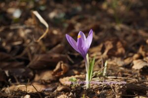 Crocus Veluchensis 900X 183 27