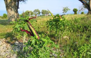 Dracunculus Vulgaris 1200X 1 6 05 100 0001