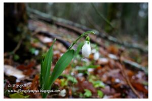 Galanthus Elwesii 20 2 13 920X 1