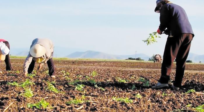 Με 384 Ευρώ Η Ασφαλιστική Ικανότητα Για Αγρότες Με Οφειλές Στον Εφκα