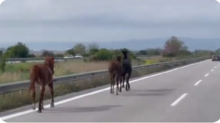 Άλογα βγήκαν βόλτα στην εθνική οδό στα Μάλγαρα