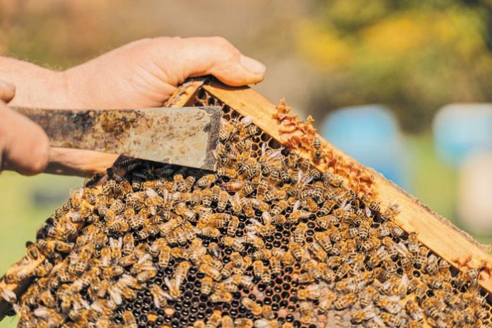 Διπλάσια η αιτούμενη δημόσια δαπάνη για τους νεοεισερχόμενους μελισσοκόμους