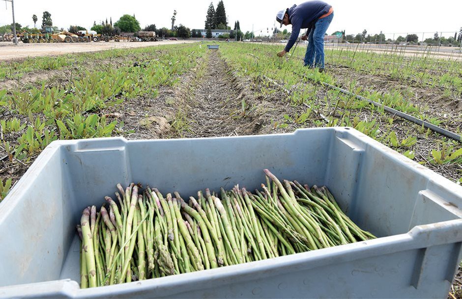 Σε 7 ευρώ το στρέμμα η ενίσχυση των Νέων Αγροτών ακόμα και χωρίς δικαιώματα