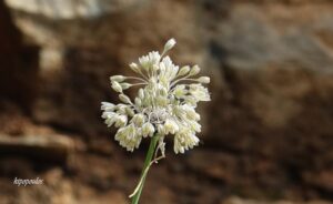 Allium Pallens 900 1 Min