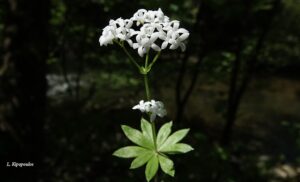 Galium Odoratum 7