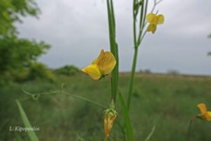 Lathyrus Annuus 4 Min