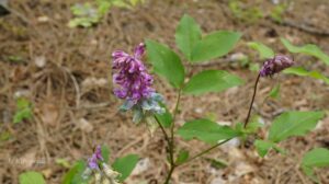 Lathyrus Venetus 2 Min