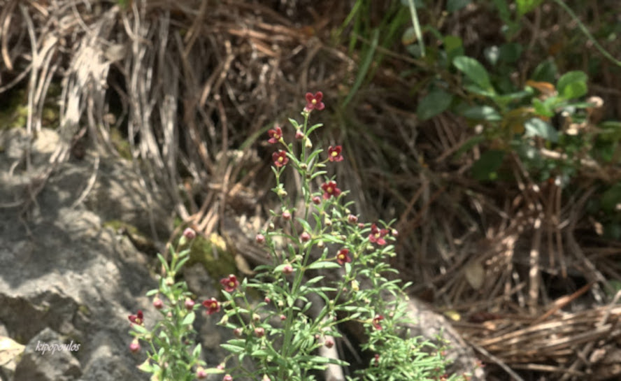 Asperula Purpurea Subsp. Purpurea 23 7 19 4