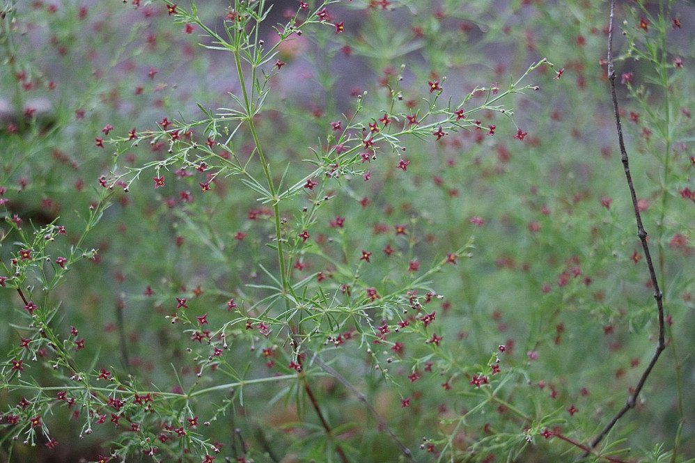 Asperula Purpurea 1