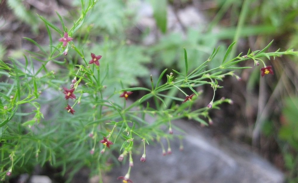 Asperula