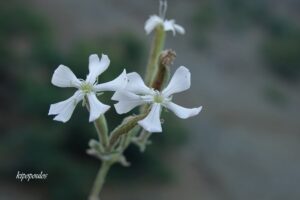 Silene Paradoxa 7 7 22 5 Min