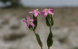 Centaurium Pulchellum 18 5 20 4 Min