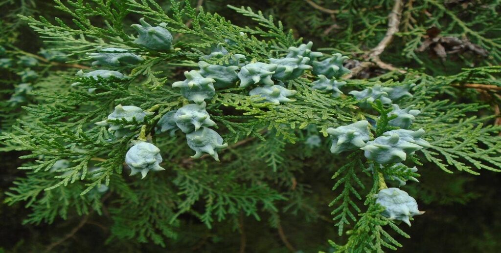 Thougia Tougia Thuja Apohremptiko Diouritiko Antikarkiniko Antiiiko Kai Antimykitiako Botano