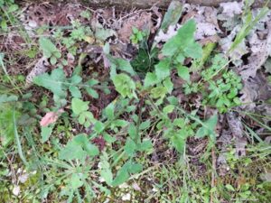 Sonchus Oleraceus 2 750X563 1