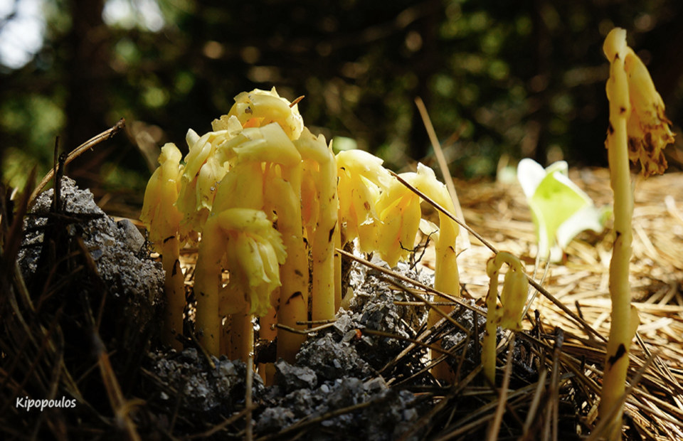 Monotropa Hypopitys 10