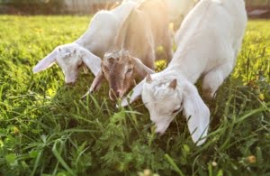 Goats Feed Agrotes