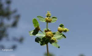 Euphorbia Glabriflora 11 5 20 5 640X388 1