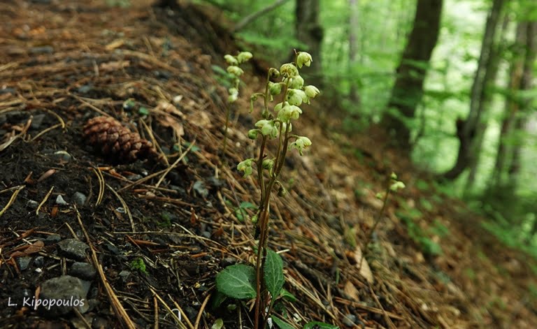 Pyrola Chlor 5