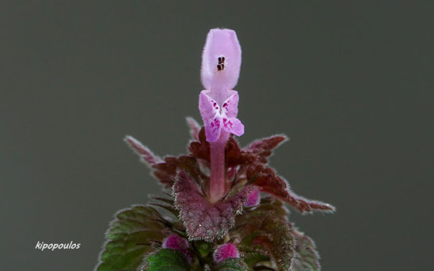 Lamium Purpu Dsc04157