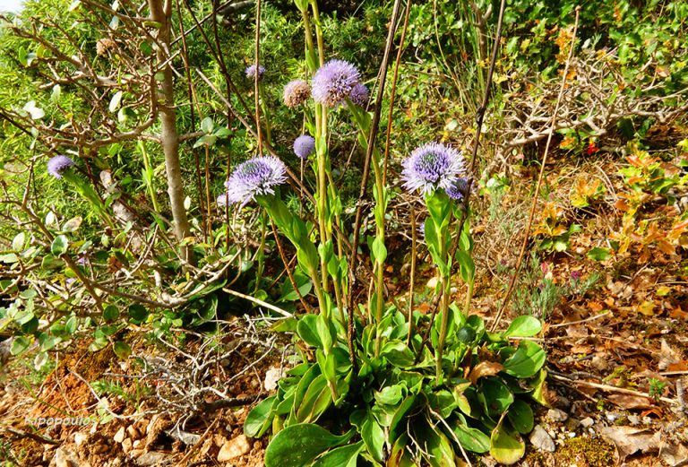 Globularia Bisnagarica 2 5 21 3