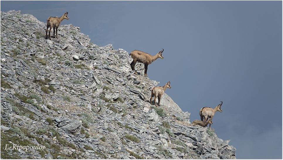 12 8 Rupicapra Rupicapra Balcanica Αγριόγιδο Όλυμπος 2600 Μ. Στην Κόψη Των Αετών