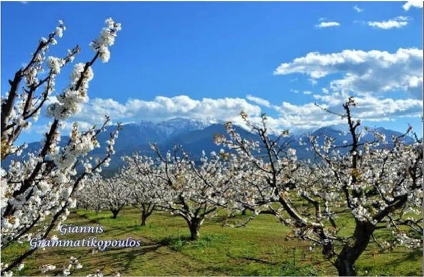 Κερασιές Σε Λόφο Ράχη Με Θέα Τον Όλυμπο 750X506 1