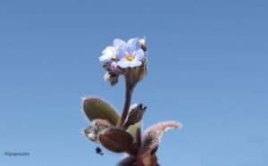 Myosotis Incrassata 16 3 20 11 Min