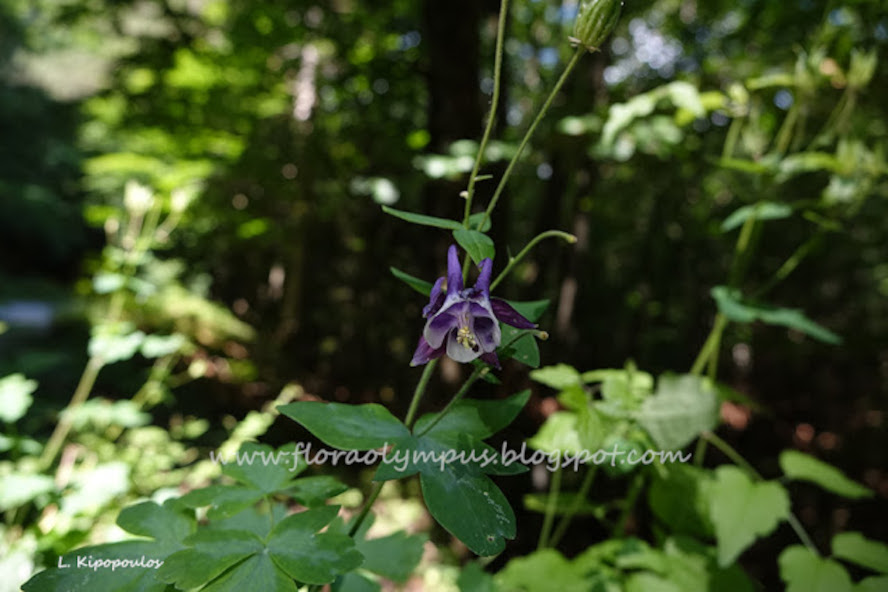 Aquilegia Vulgaris 2