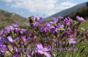 Aubrieta Thessala 10 4 07 095 1