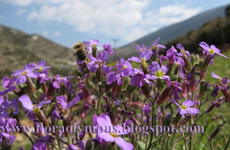 Aubrieta Thessala 10 4 07 095 1