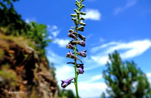 Delphinium Fissum 4 7 21 12