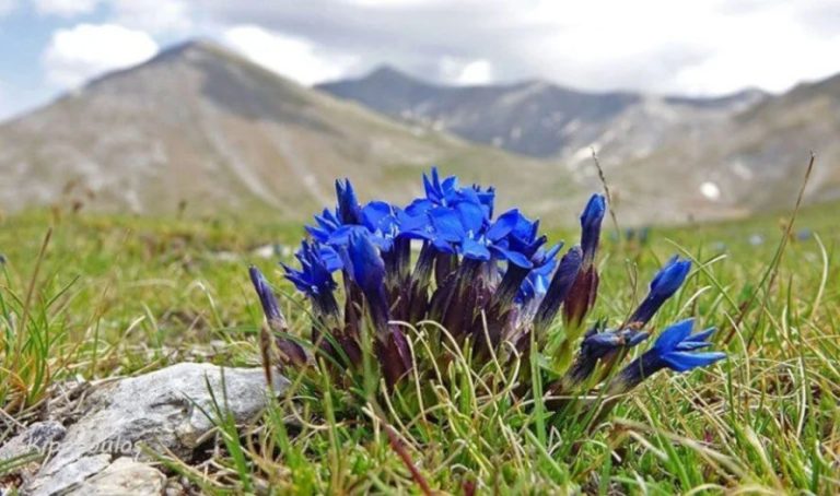 Gentiana Verna Subsp. Balcanica 800X473 1 768X454.Jpg