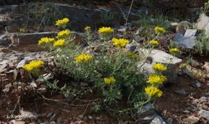 Haplophyllum Coronatum 3 Min