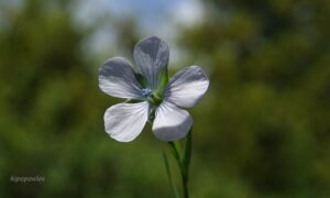 Linum Bienne 20 5 21 4 Min