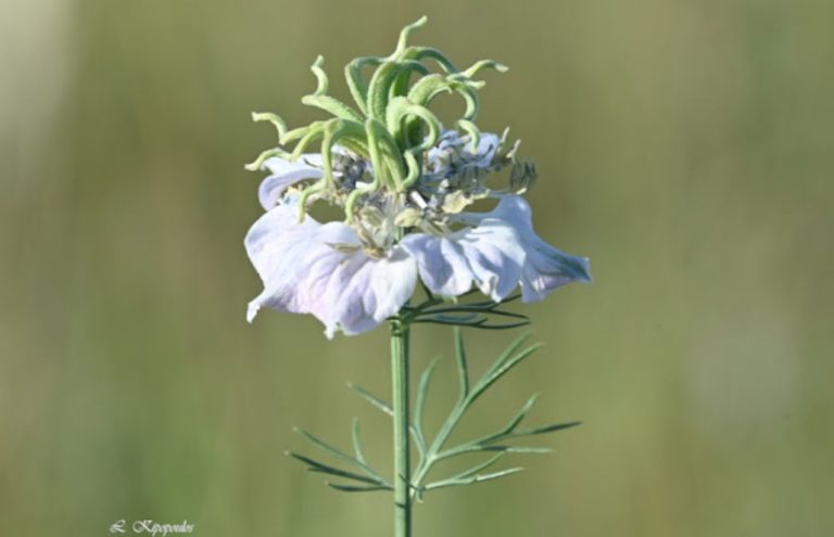 Nigella Arvensis Subsp. Arvensis 3